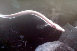 My protein european (olm): amfibii długi My protein european (olm): amfibii długi